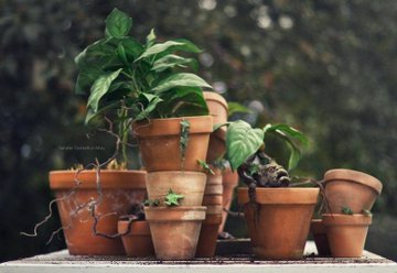 ⏃Whisper of Locket ϟ tweet media