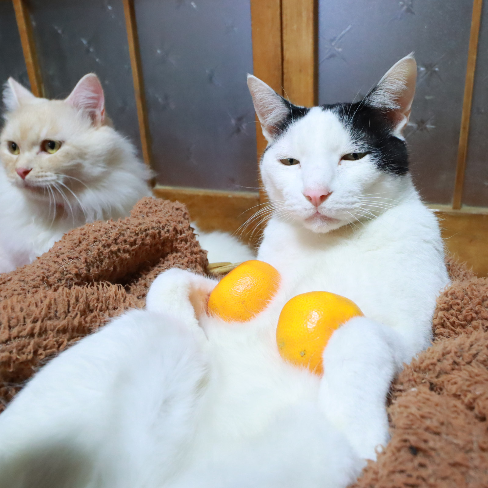 かご猫 Blog のせ猫 ｘ みかん2つのせ猫 もふもふ ちび T Co Gjic5kzpvi みかん のせ猫 猫のいる暮らし ねこ Youtube T Co E97cjgfeqk Twitter