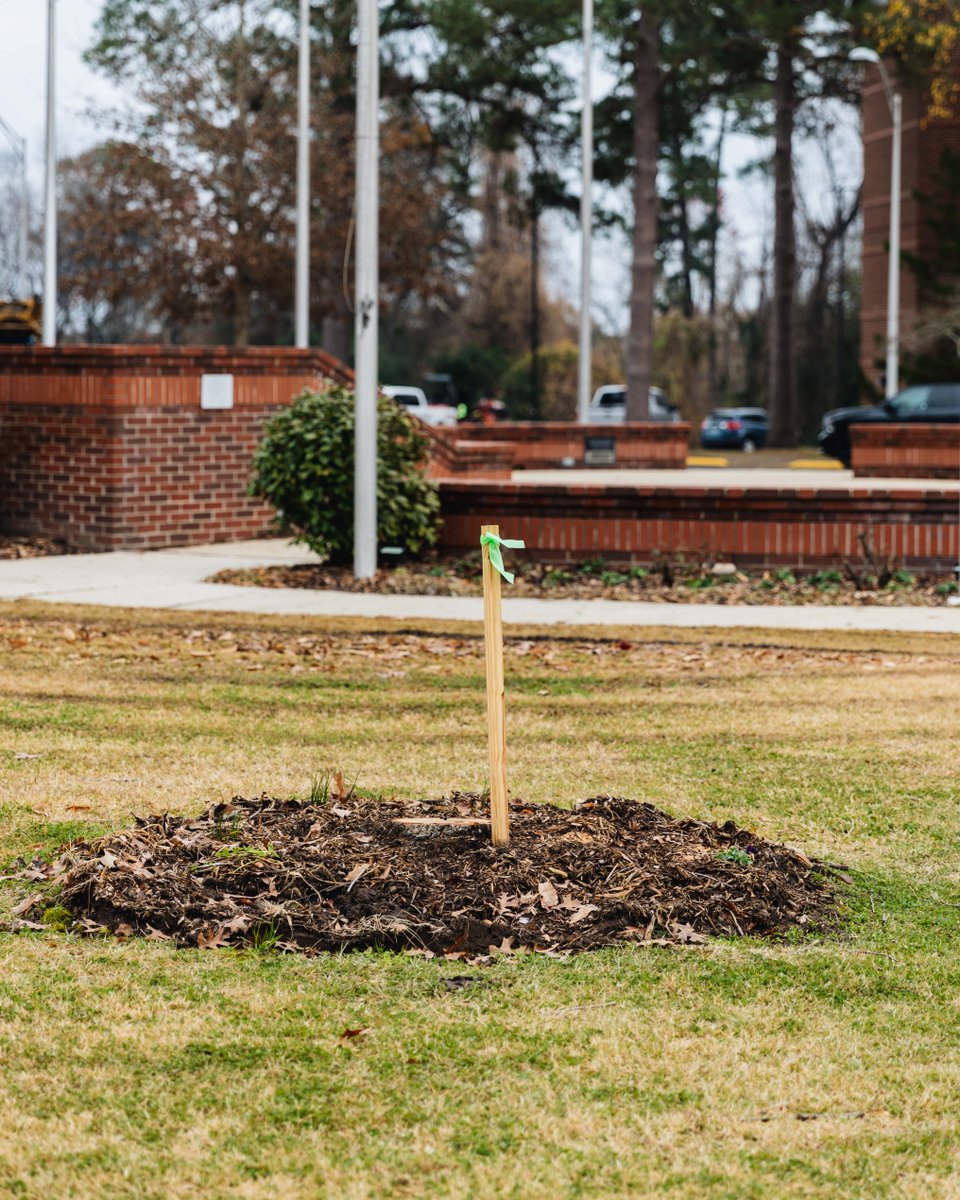 Ouachita's tweet photo. You may notice some new additions to campus when you come back for this semester! Over the break we planted 31 red maple, 15 oak and 2 cherry trees to help restore trees that were lost over recent years and add some more natural touches to our beautiful campus. 🌳🍁 https://t.co/QFnMV5oZP5