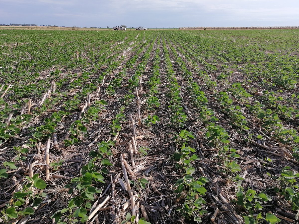 Cultivo de soja de 1a sobre rastrojo de maíz y soja de 2da luego de avena para grano y fardo, esperando 🌧️ Responsable chacra Ing. Agr. Emiliano Álvarez <a href="/Dufour_Commodit/">Dufour Commodities</a> muy buen control de malezas con herbicidas Elite @RedSurcos #Nanotecnologia