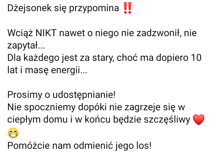 selscar's tweet photo. SUPER WAŻNY POST
10 letni Dżejson spędził już 4 lata w schronisku, prawie pół życia!
Nie jest pierwszej młodości, wkracza w starość, ale każdy zasługuje na trochę miłości w swoim życiu, on również 
Jest spokojny, nikt o niego nawet nie zapytał, bo jest stary
+ https://t.co/ZHBgX1odn1