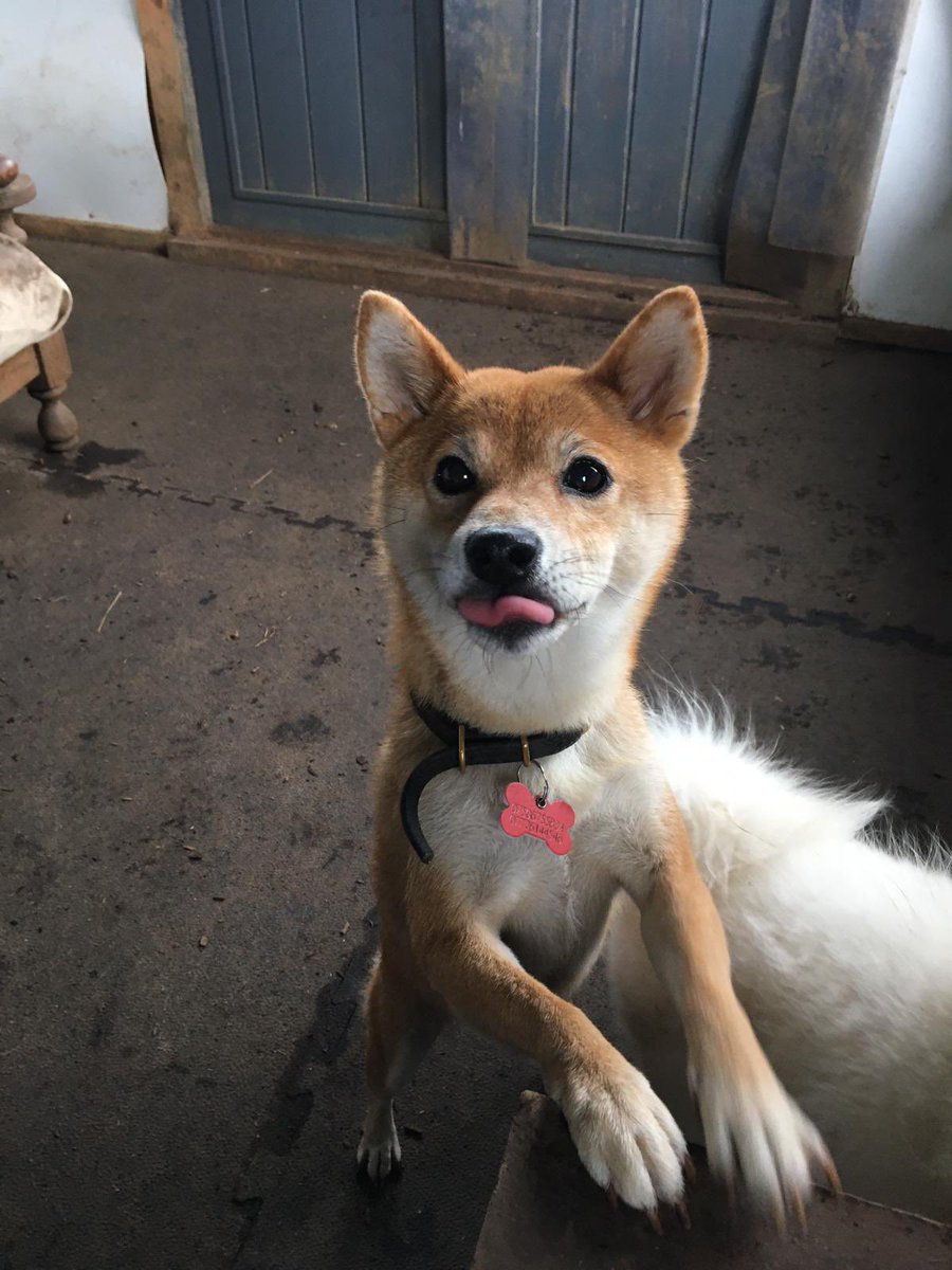 手が乾燥してう こ袋が開かないので 犬の散歩中のライフハックが注目される おまえの鼻が役に立つのさ Togetter 手が乾燥してう こ袋が開かないので 犬の散歩中のライフハックが注目される おまえの鼻が役に立つのさ Togetter