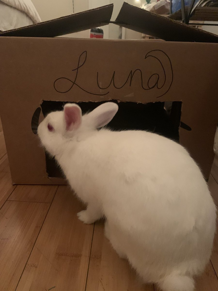 EveryBunnyBlog's tweet image. lunas home made rabbit house made with love 🫀 @MTVCribs #bunny #bemorebun #rabbits #bunnies #pets #cutie #cute #love #mtvcribs #house #diy #homemade
