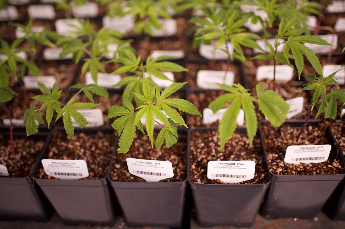 Founded in 2016, we are strategically positioned to become the global leader in #medicalcannabis research, cultivation, processing &amp; distribution. Stay informed on all #Fotmer updates by subscribing to our email alerts today: bit.ly/374XpNE