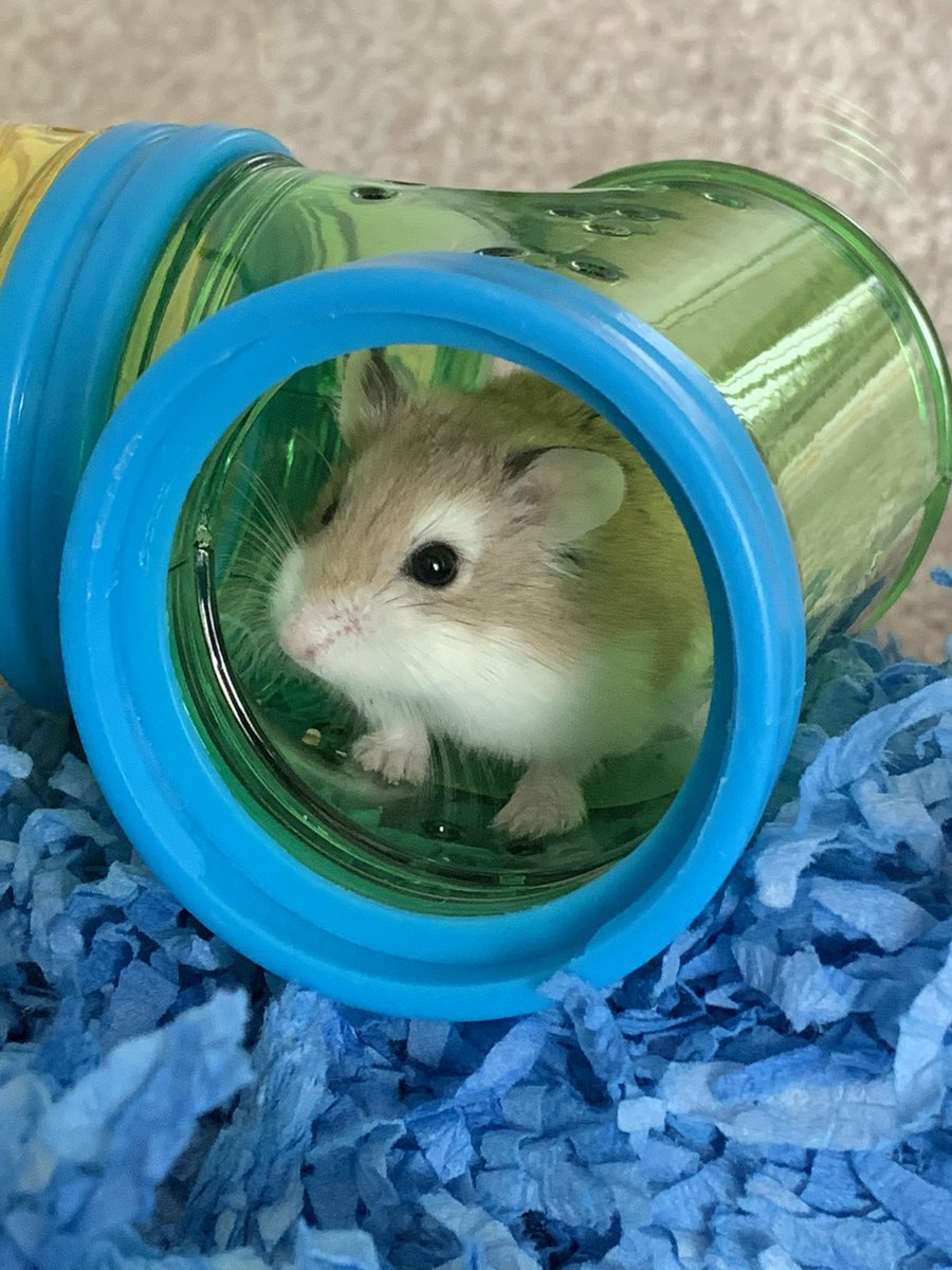 I AM NOW A PROUD FATHER TO A BEAUTIFUL DWARF HAMSTER.

Everyone meet Button!