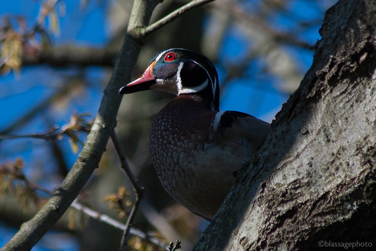 SJCKettleLakes's tweet photo. Happy National Bird Day, Everyone!
Ever wonder how many species of birds migrate through our #StJosephCoKettleLakesCorridor each year? Find the answers here at our @ebird hotspots.

https://t.co/4adHlfVT4S
https://t.co/JUJQD5CtYL
https://t.co/YQsscfd1kg
https://t.co/jQV6SXezlT https://t.co/gVoRdFYSeV