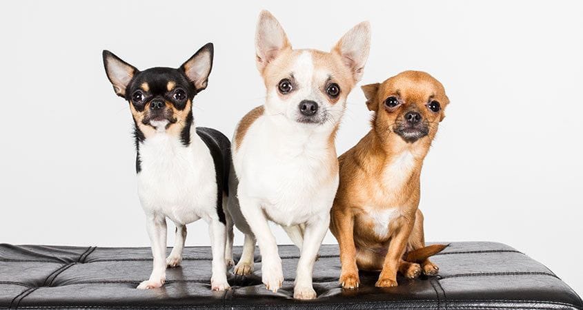 Fun fact —> The world's smallest dog breed is the Chihuahua. 🐾
.
#preppydogs #chihuahua #factsaboutdogs #smallestdog #doglovers #DogsofTwittter #dogs #postoftheday