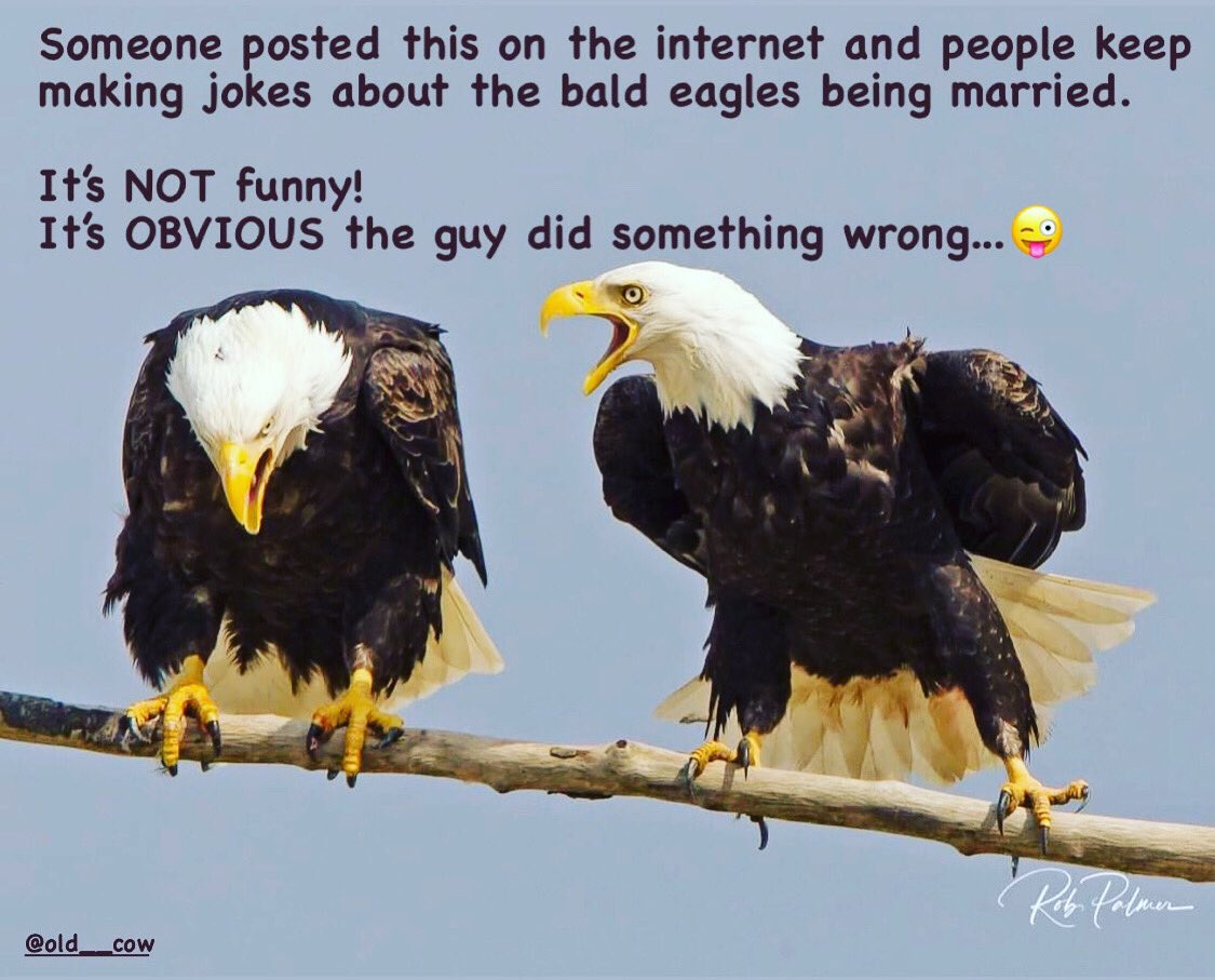 Old__Cow's tweet image. If you could write their dialog, what would they be saying?😉

#coupleslife #marriage #relationships 
#WhoYouCallingOld
@Old__Cow #RedefiningAging