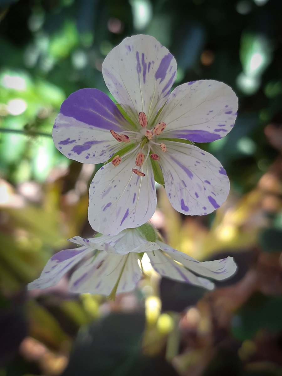 LotteTruelsen's tweet photo. Stumpled upon this lovely Geranium Splish Splash among my photos from last summer 💜
#Flowers #gardening #plants https://t.co/s410hnVvgg