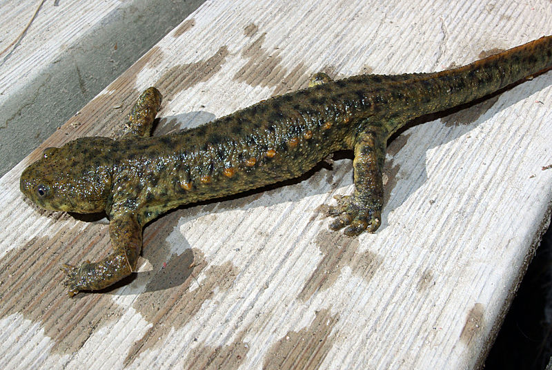 froglifers's tweet photo. Froglife are back for 2021. To start off your year, why not check out our #CroakingScience article: Venomous Amphibians? Read it here: https://t.co/MkH5Awccc6 https://t.co/54Qms1dt9H