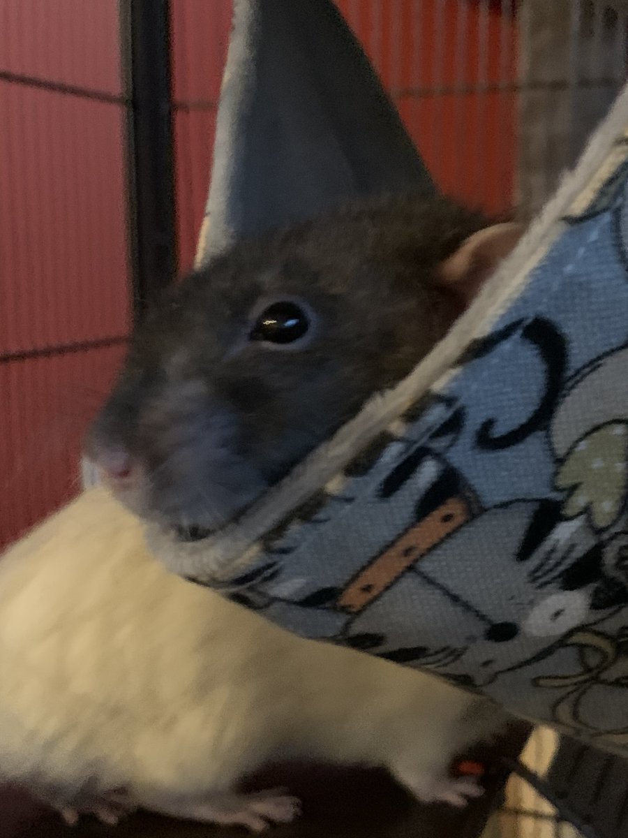 Goob afternoon friends 😊 -Bub