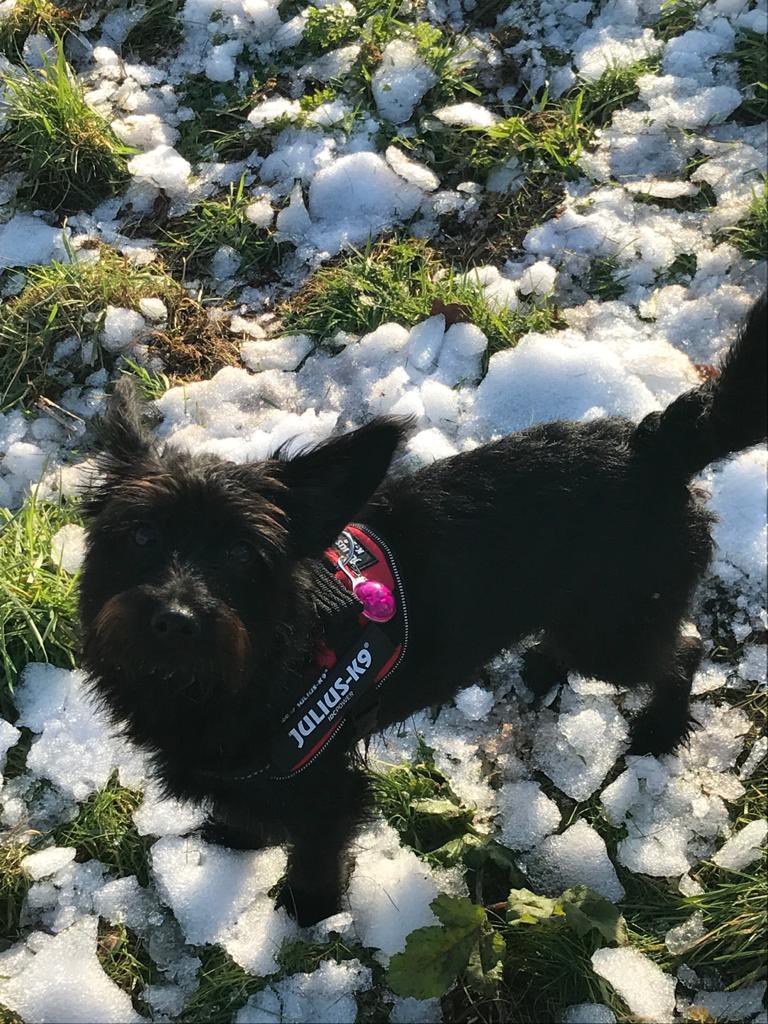 levans296's tweet photo. My beautiful, sweet Maybel #scoodle #scottipoo #dogsoftwitter she’s such a tonic 🐾 https://t.co/03Tsg9EPkv