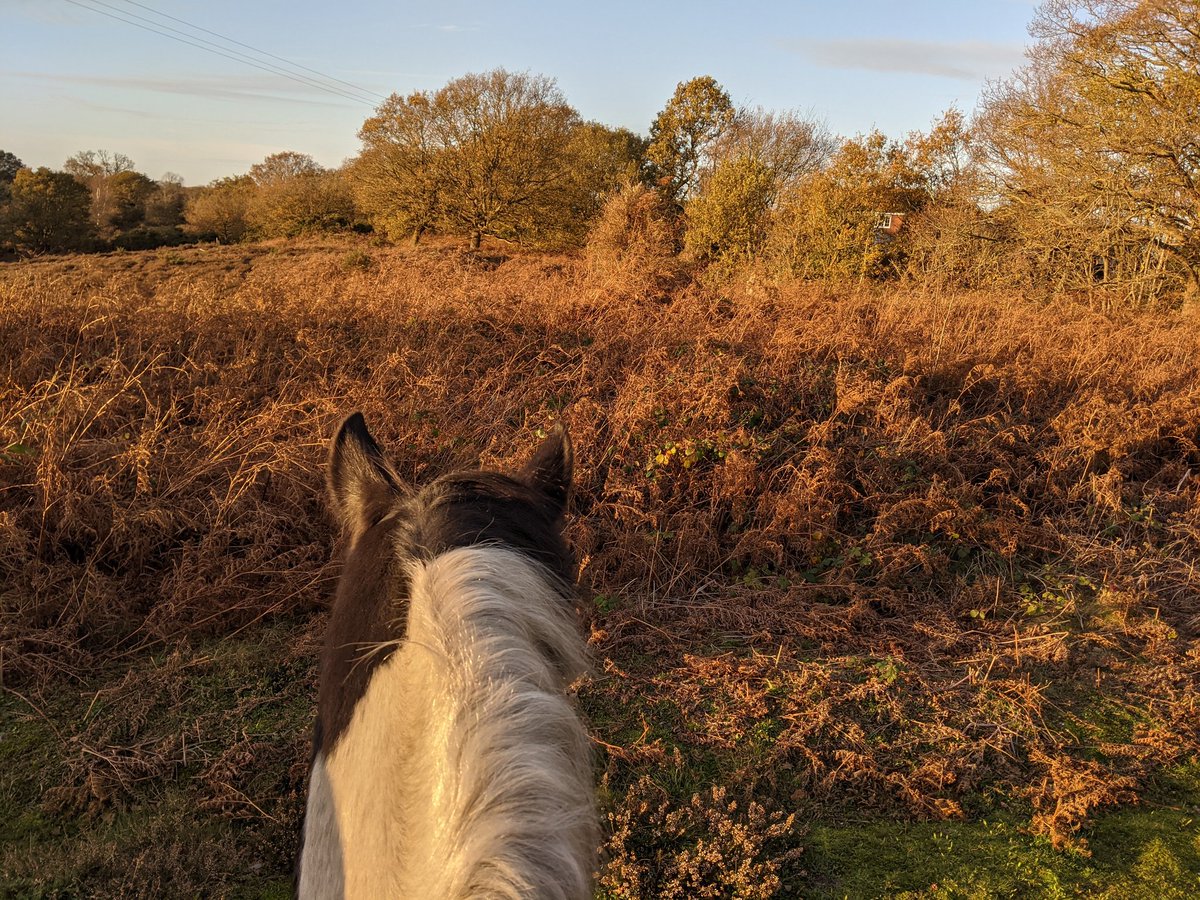arableplants's tweet photo. Weather is grim and lockdown tedious but at least it is not giant inflatable Christmas decoration season any more ๐ด๐ป๐จ๐๐จ๐คฃ #Horses #SilverLining #PositiveVibes #thighsofsteel https://t.co/oAeM7tG8jW