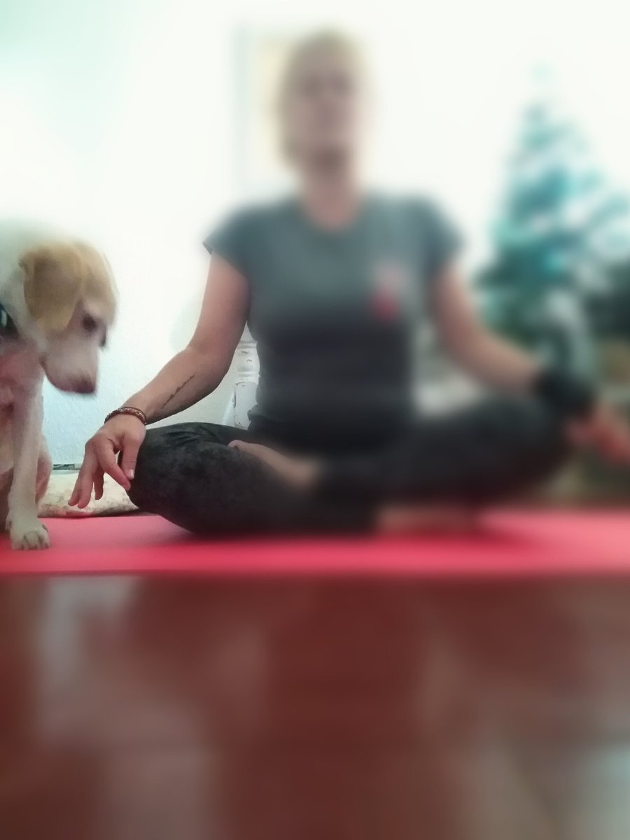 IVILDS's tweet photo. El está seguro de que escondo algo en mi mano. Quizá el ve algo que yo no. 🐾🧘🏼‍♀️ https://t.co/SJup0dcF3J