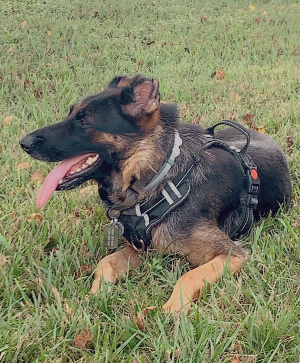 seductivekhaos's tweet photo. Charlie Tango #mybaby #tuesdayvibe #GermanShepherd https://t.co/SlacAgNteV