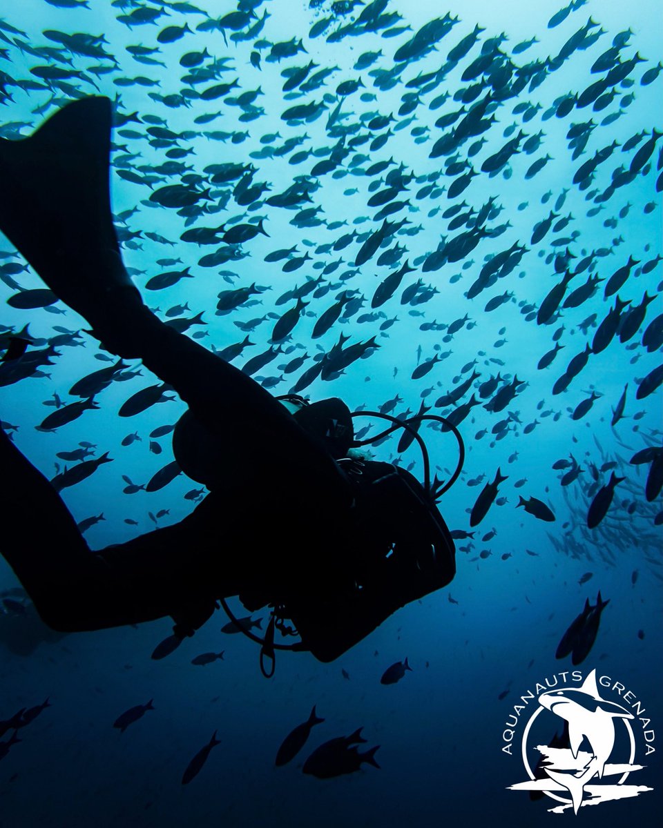 That moment we crave as divers... when the fish surround you and you feel one with an alien-like world 🌎