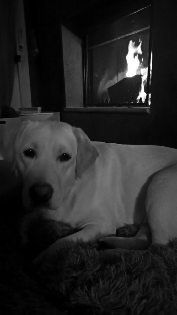fm6488's tweet photo. Toffeeeeee https://t.co/DSNgOAU5N4