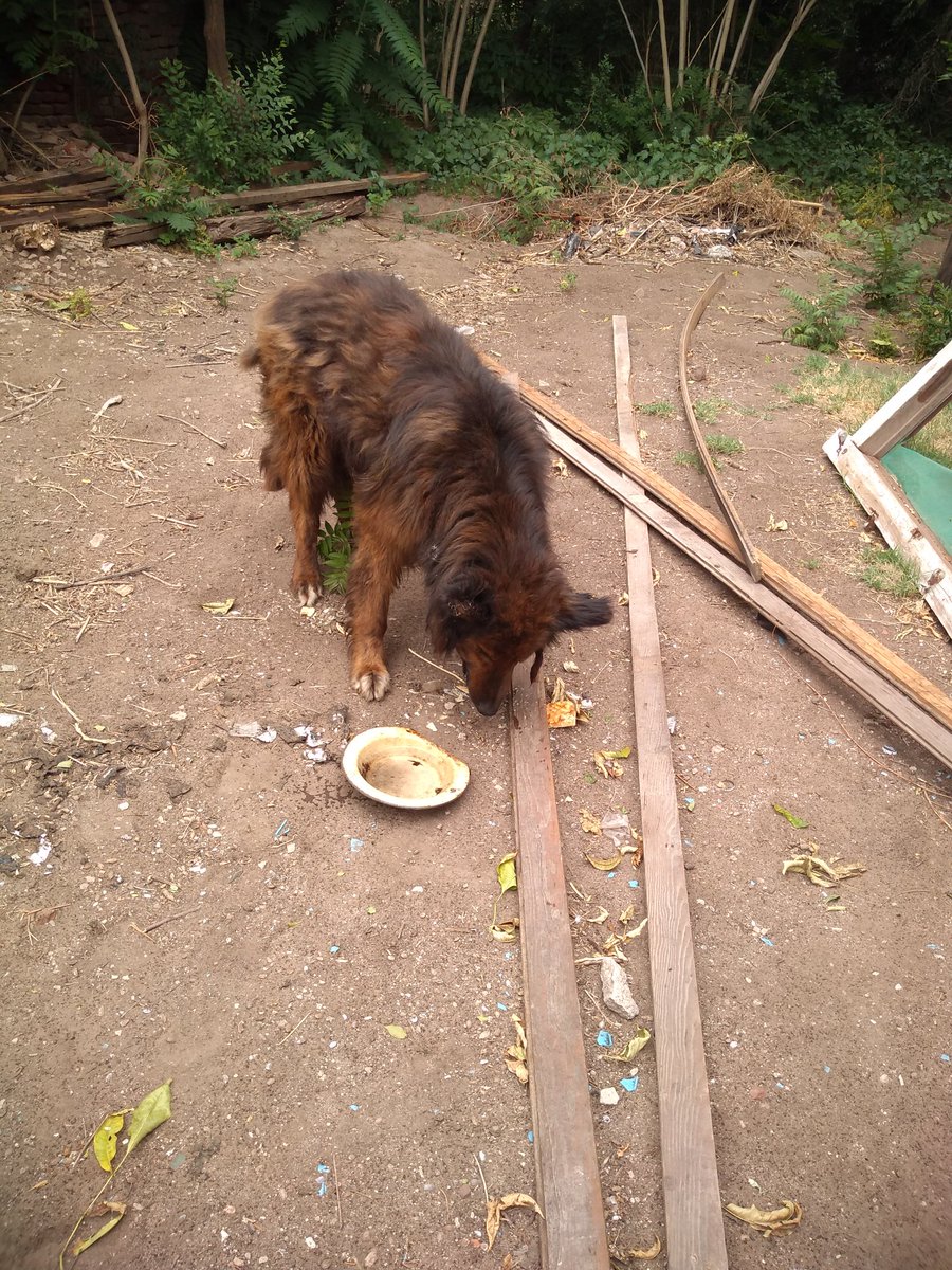 Este perro estaba abandonado hace años y ahora lo metí en el patio de la sala de ensayo...nose si sentirme un héroe o un ladrón de perros