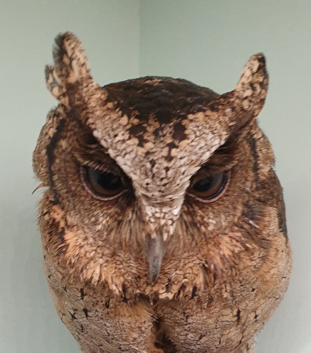 As it's #NationalBirdDay - here's one of our best 🥰❤ Little Otis the elderly chap who spends the winter at home! He helps keep the #lockdown blues away ❤