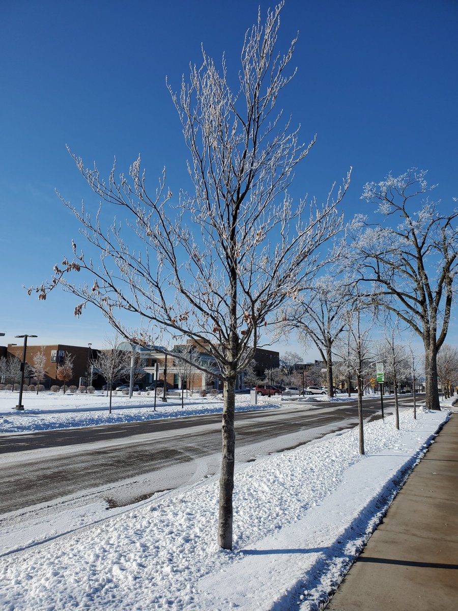 WesternTC's tweet photo. Like many of you, we had some beautiful shots of campus this morning!
#WesternTC https://t.co/5O1AnpGS2d