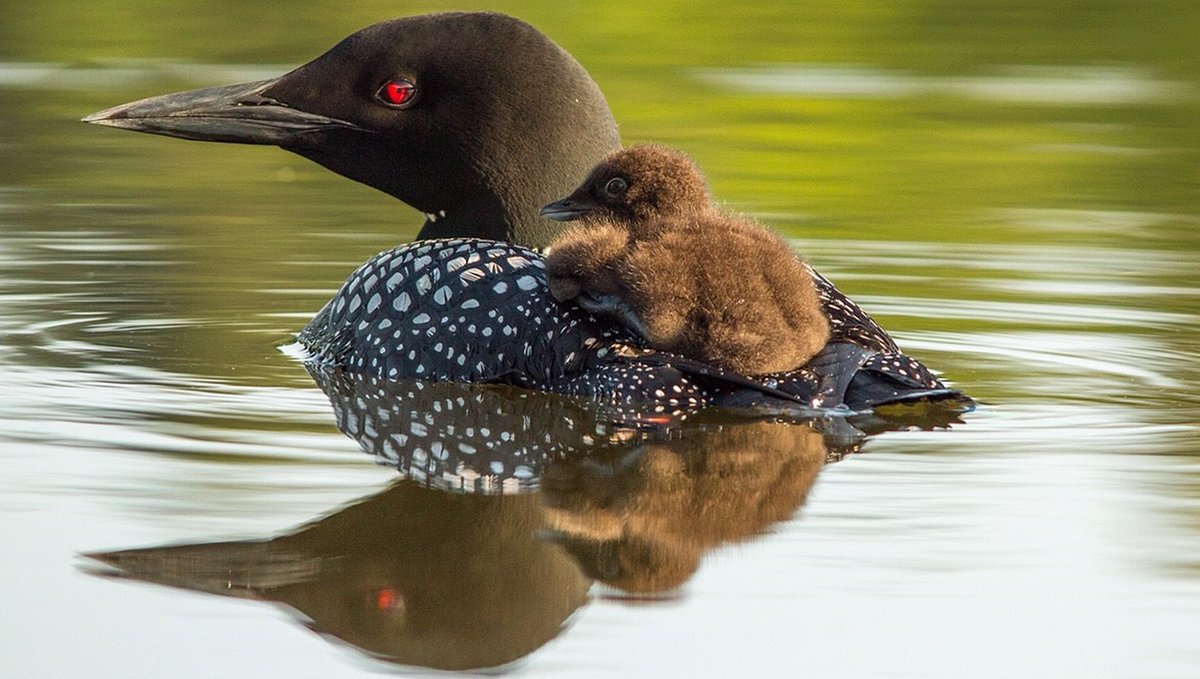 In honor of #NationalBirdDay, we wanted to share a picture of Minnesota's state bird, the common loon! 

#birdwatching #birds #wildlifephotography