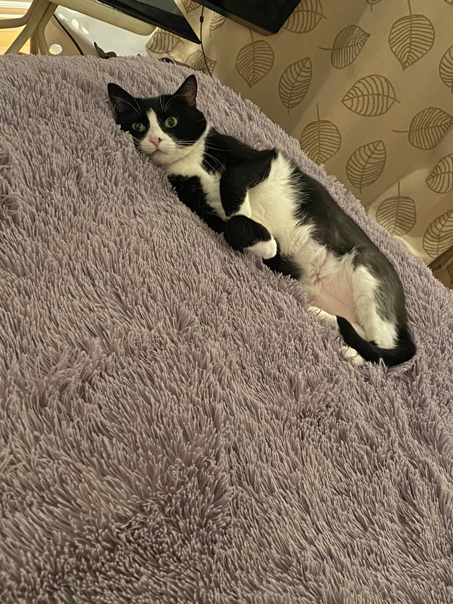girlindabushes's tweet image. Hermiones new tinder profile pic.. 
“ paint me like one of your French girls “ #CatsOfTwitter #paintme #tinderprofile