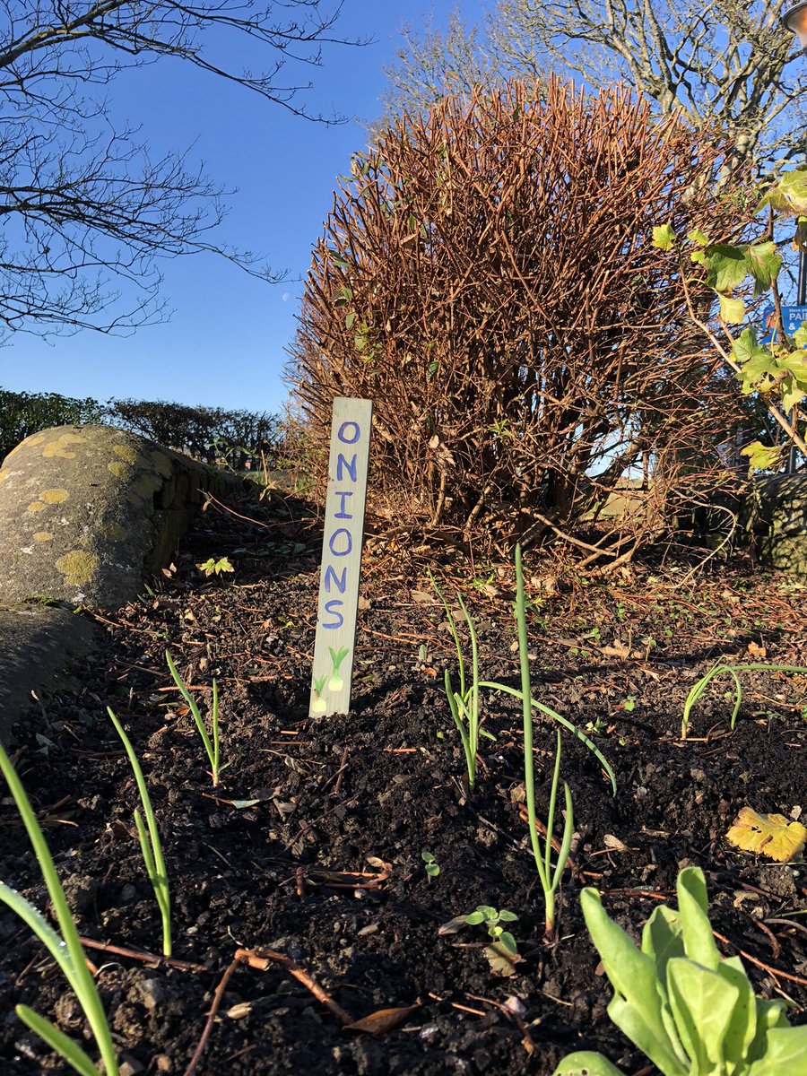 Littlegreentown's tweet photo. Unfortunately as we enter a new lockdown we will have to take a break from our regular sessions.I'll be making lots of videos to keep everyone busy gardening at home. Please do get in touch with all your gardening questions and any suggestions for video guides you'd like to see. https://t.co/RrCPCklsgB