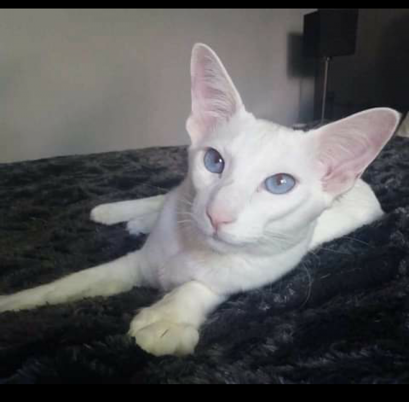 KittenTeKoop's tweet photo. Nieuwe Balinees Dekkater advertentie | Cattery Proxima Centauri (Overijssel/Nederland) | Meer informatie: https://t.co/rA5QcTZmaL https://t.co/lCErKMvlK9