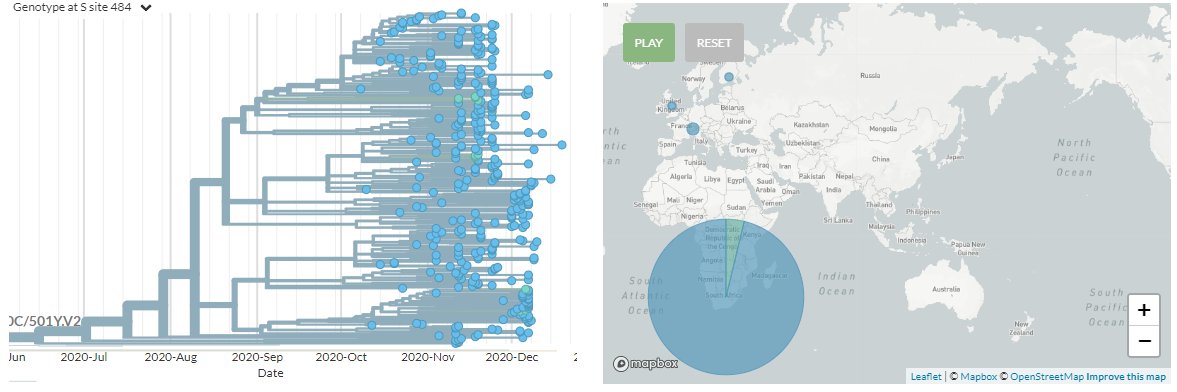 Changes at position 484 are found most prominently in the 501Y.V2 variant (originating in South Africa), ID by  @Tuliodna  @rjlessells & team as well as in a cluster of sequences primarily in Brazil, ID by  @atrvlncc & team3/8 https://nextstrain.org/groups/neherlab/ncov/S.E484K?c=gt-S_484&label=mlabel:20C/C23664T&p=grid&r=country https://nextstrain.org/groups/neherlab/ncov/S.E484K?c=gt-S_484&label=mlabel:20B/G28975T&p=grid&r=country