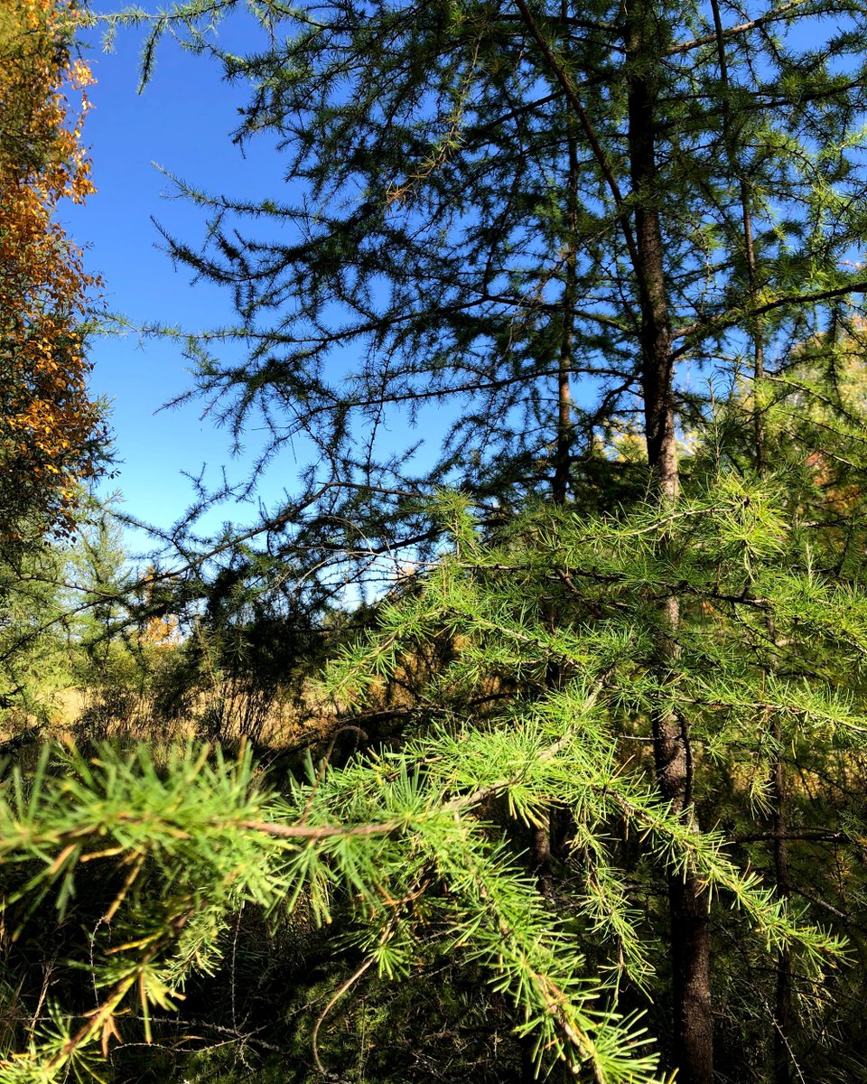 UMNNRRI's tweet image. Research that addresses dead or dying trees, reduces forest fire danger, and leads to improved forest health? NRRI is on it. Promising solutions include #biochar and thermal modification to create materials for reuse. bit.ly/38gTmQp
#thermalmodification