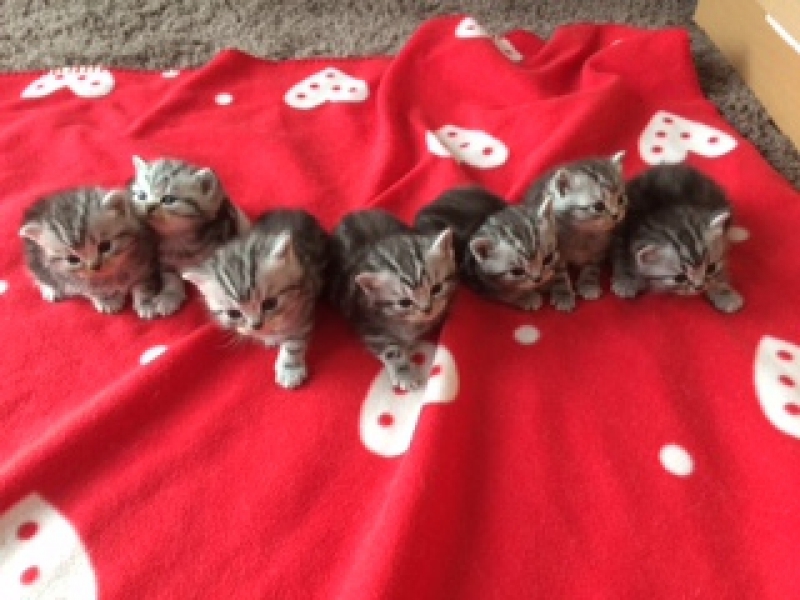 KittenTeKoop's tweet photo. Er zijn Brits Korthaar Kittens beschikbaar bij Cattery Velthuizen (Zuid-Holland/Nederland) | Meer informatie: https://t.co/yfbbOTEunp https://t.co/OW15RQEgYi