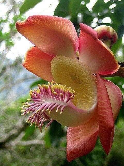 Unique design by nature ❤️ https://t.co/0MhrQSsvl4