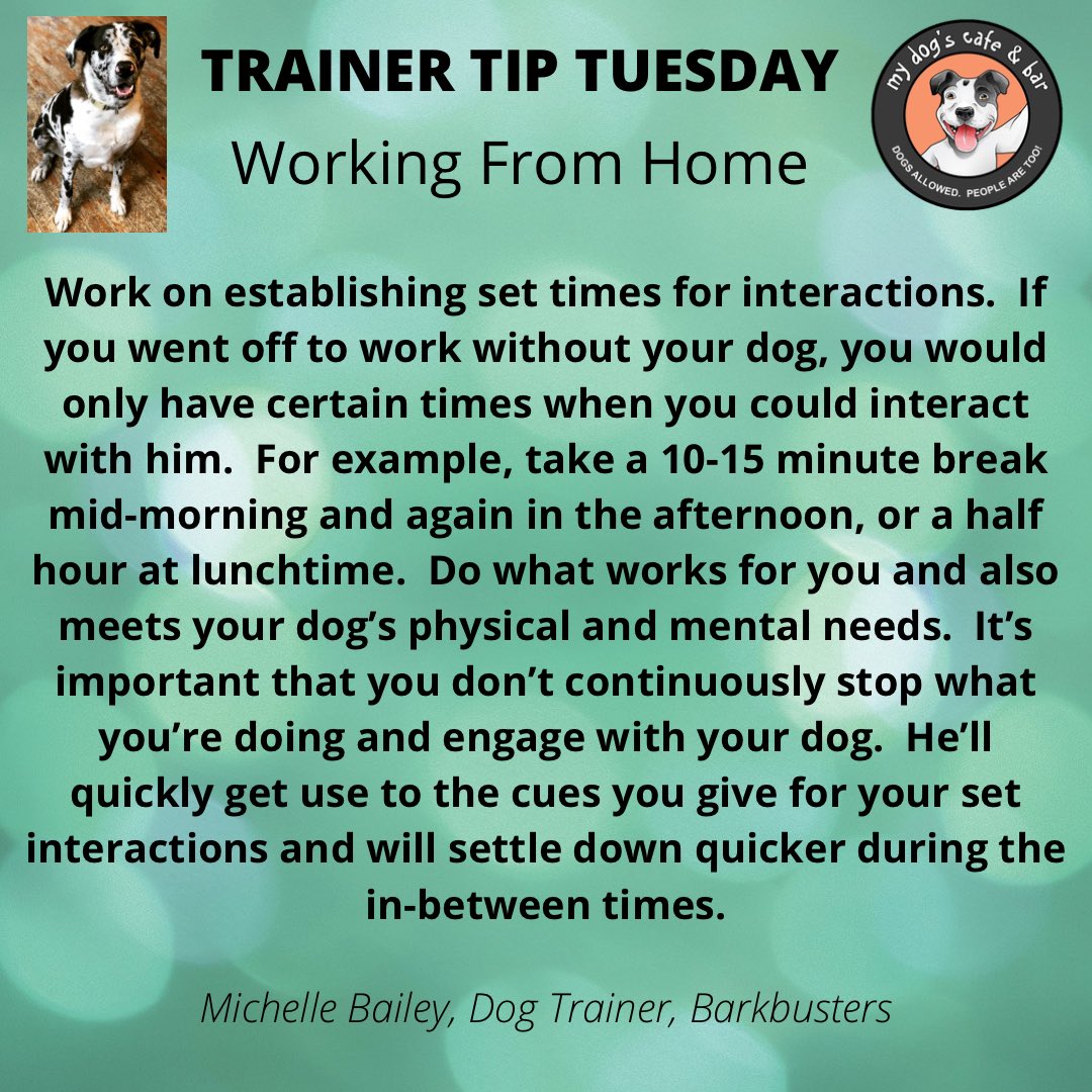 MyDogsCafe's tweet photo. Trainer Tip Tuesday for people at home with their dogs.  #dogtrainertips #hamont #lockestreet #dogcafe #hamilton https://t.co/0IAeEwM56Z