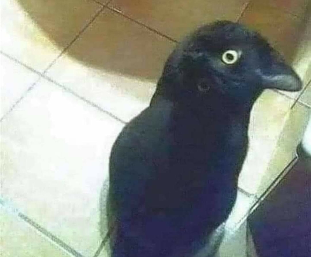 Has visto un gato o un cuervo?