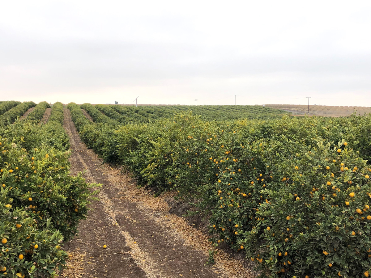 Semios's tweet photo. Here's Gabee from our California team, hitting the road to take our customers through Semios' latest tools including our new #Altrac integration for more efficient & effective frost management. Learn more at https://t.co/VzaJS6YYSR
#citrus #citrusgrove #cagrowers #frost https://t.co/1kzngrK94n