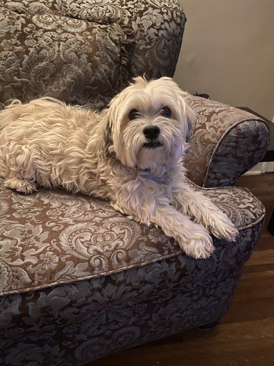 HamishinHamOnt's tweet photo. Soooo bored. Waiting for my CG to finish working so we can go out for a walk. #needahobby https://t.co/rKGayUvWVt