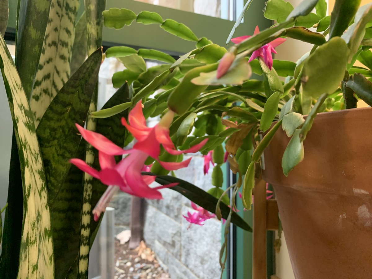LillyLibrary's tweet image. Thrilled to report that the Christmas cactus in our atrium is blooming -- we're tickled pink. 🌵🌸