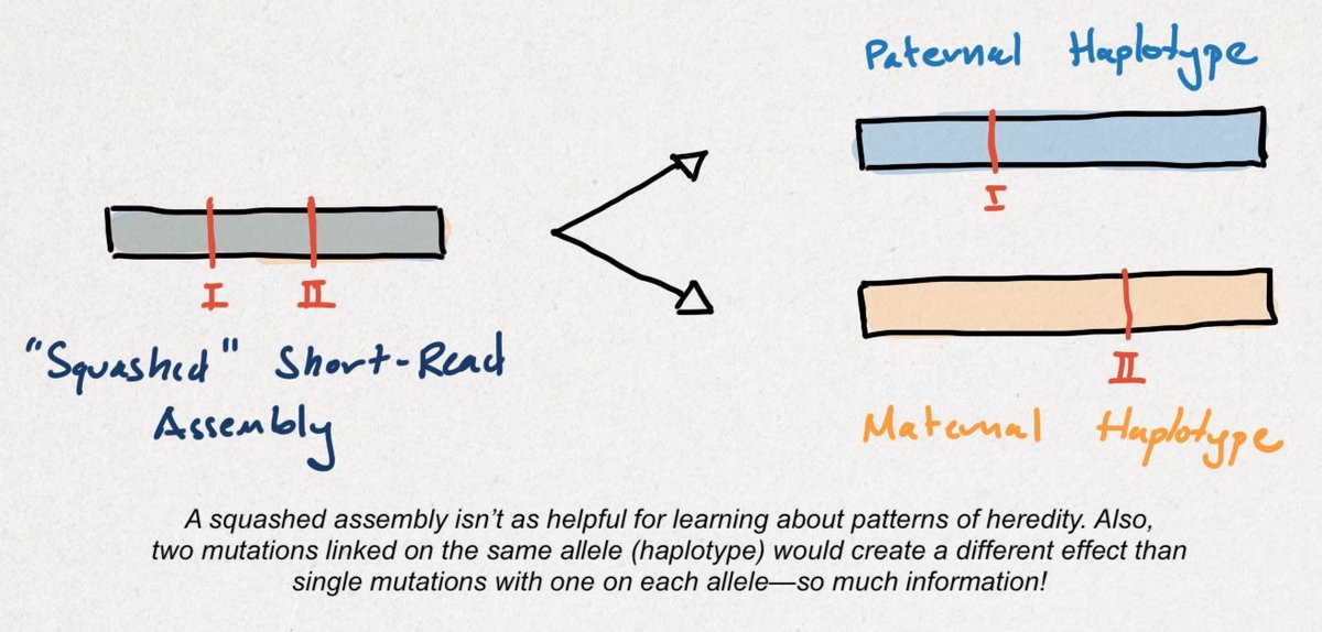 The process of isolating variants to each parental haplotype is called phasing. Unlike a 'squashed' short-read assembly, a haplotype-resolved, long-read assembly tells researchers more about the functional consequences of genetic variants (also called annotation).