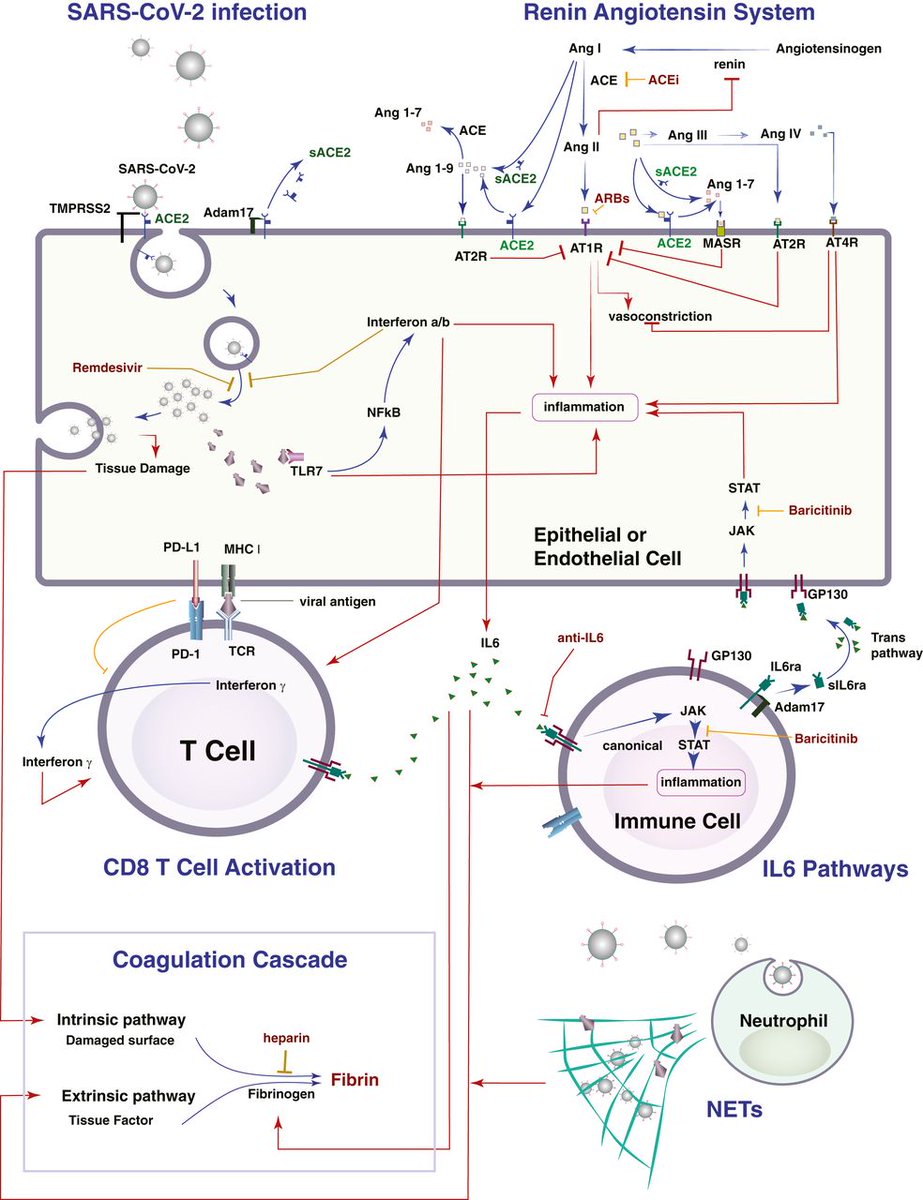 The outcome of SARS-CoV-2 treatments could largely depend on the response rate of cytotoxic T cells, suggesting optimal treatments will likely involve therapies that enhance T cell response. In PNAS: ow.ly/1i9E50D0Qf9 #COVID19