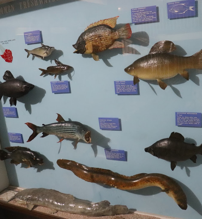 zimlocals's tweet image. Zimbabwe Museum of Human Science in Harare

#VisitHarare #Museum #HumanScience #VisitZimbabwe #TravelZimbabwe #Harare #Zimbabwe