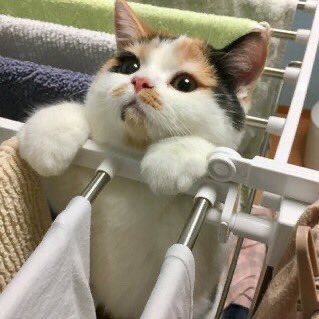 Why you should have a cat tweet media