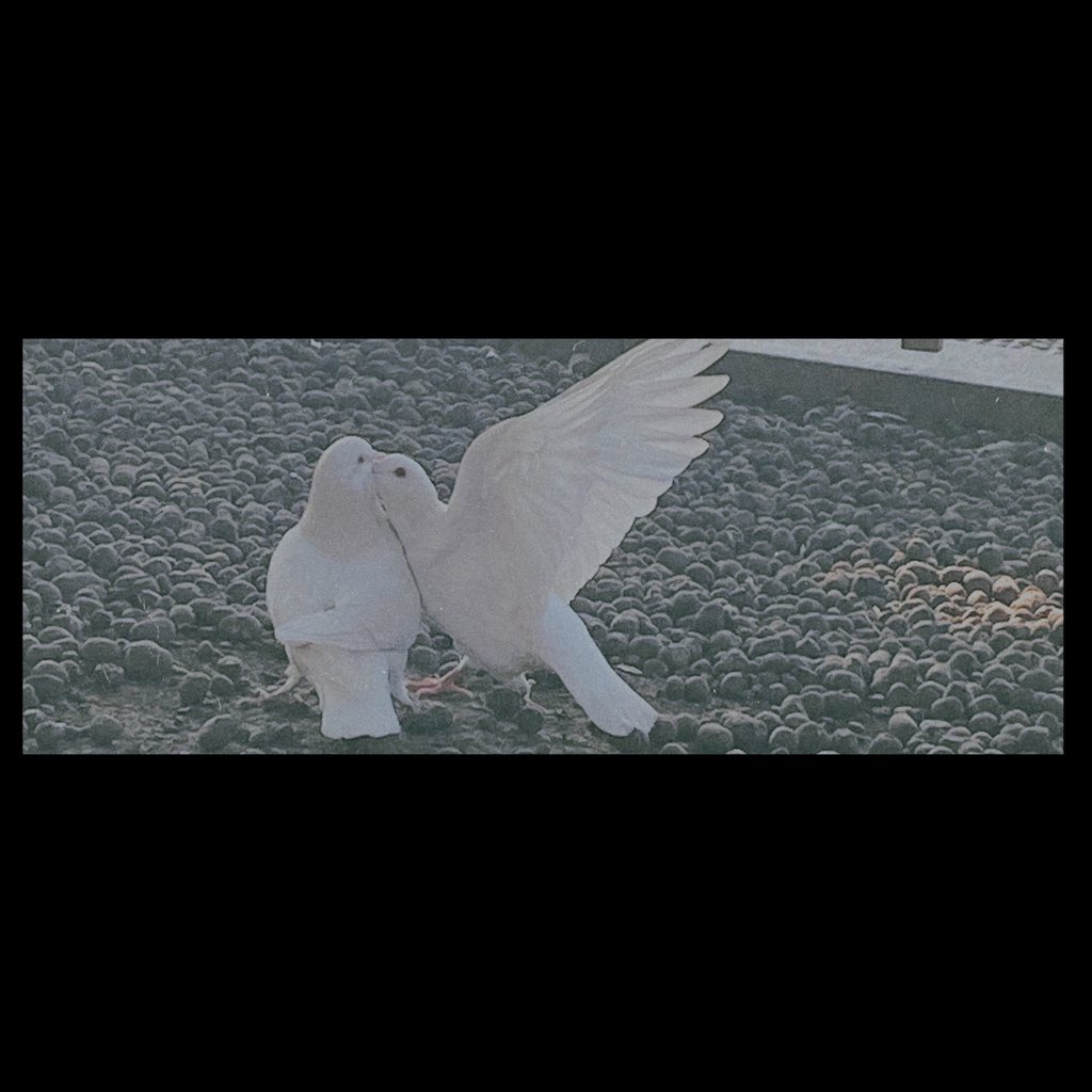 Syndra_Rei's tweet photo. Pigeons by the West Lake https://t.co/rnpGHYfbss