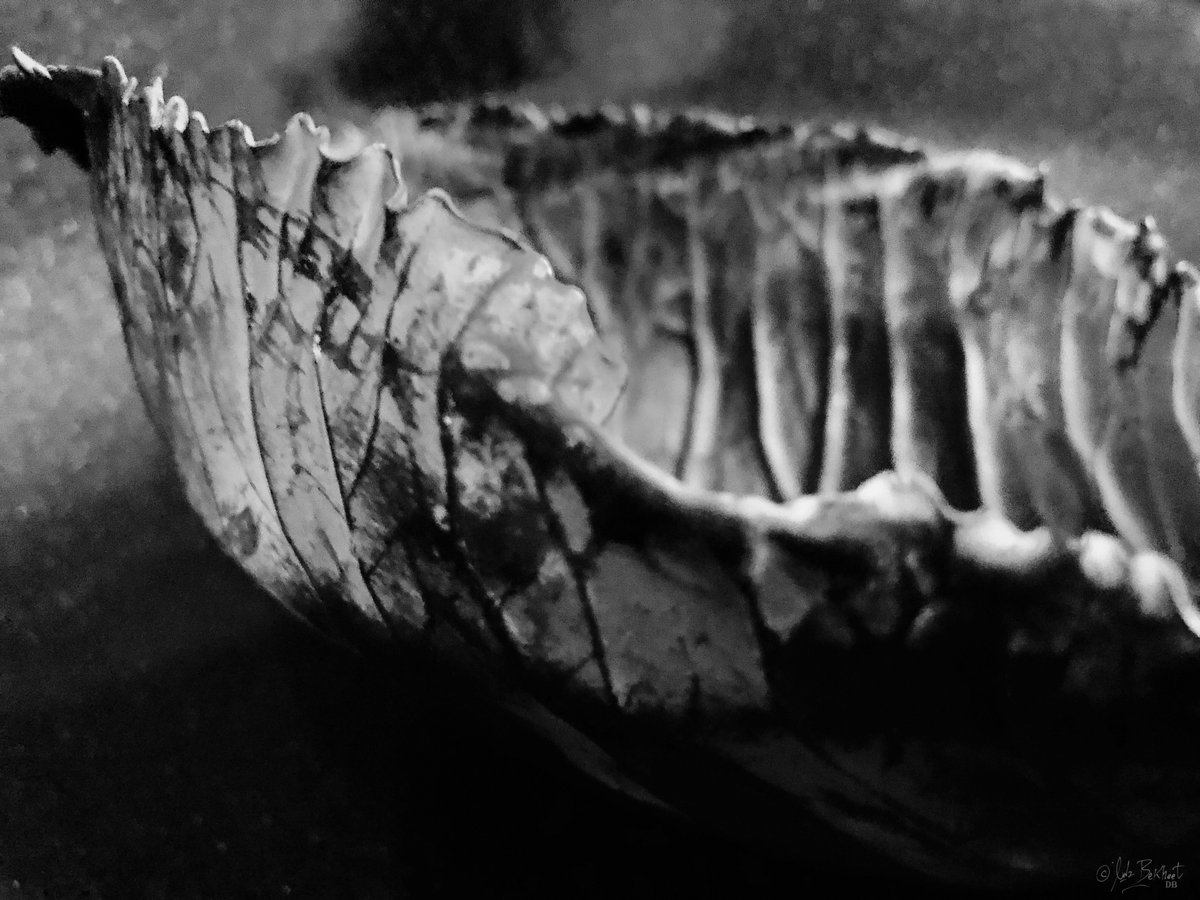 voaJazz's tweet photo. #cabbageleaf #cabbage #leaf #artofphotography #light #art #bnwphotography #blackandwhite #bekheet #diaabekheet #photooftheday #blanchetnoir #monochrome https://t.co/wcDl1VrlVb