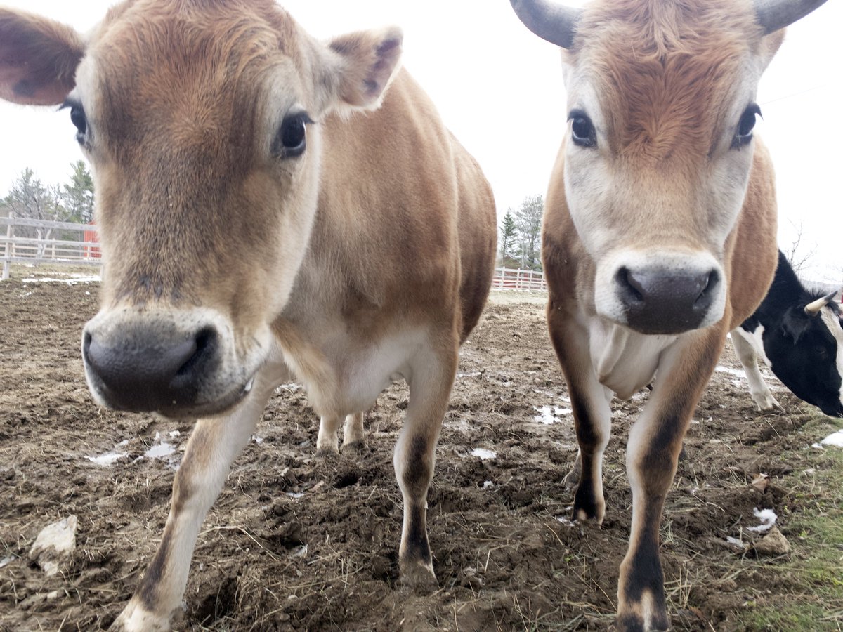 So what is a right relationship to cows? What does reciprocity—fairness, kindness—demand?Can we let cow families & friends stay together, living normal lifespans in good environments, and still have milk?(Editors: When my book is done, I'd love to write about this for you!)