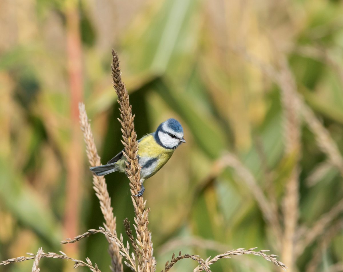 Vogels als zanglijsters, merels, roodborsten, boomklevers en pimpel- en koolmezen willen veiligheid en voedsel. Welke bomen en heesters voorzien daarin? Zie nl.thegreencity.eu/vogels-geven-k…