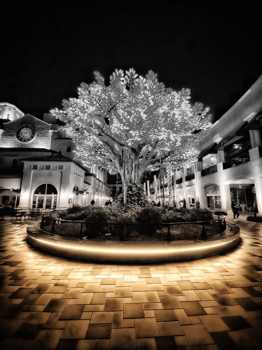 The Wishing Tree in Rosemary Square is Bad Ass! #WestPalmBeach #Florida