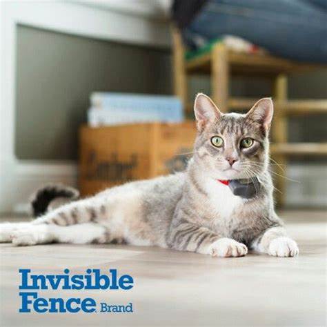 InvisibleByFF's tweet photo. Check out our latest blog to discover how our Computer Collar Receiver helped a curious feline. 👉👉https://t.co/fC10fH3qMT 973-575-9111 #TestimonialTuesday #InvisibleFencebyForeverFence #NJFence #NJPets #PetSafety #BackyardSolutions #TheGoalGroupofNJ #VeteranOwnedBusiness https://t.co/Msexf1eR4m