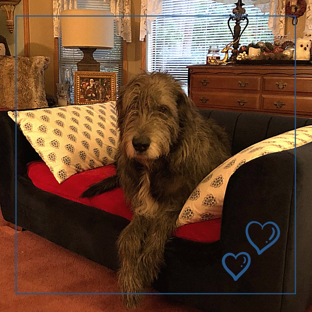 BothellPetHosp's tweet image. Look who had a birthday this month, 4-year-old Turlach! How to find a bed for a pup this size? Well, Turlach actually uses a toddler daybed with his own memory foam mattress. Keep being wonderful dear Turlach! #bothellpet #bothell #dogsofbothell #woof #dogs #veterinary