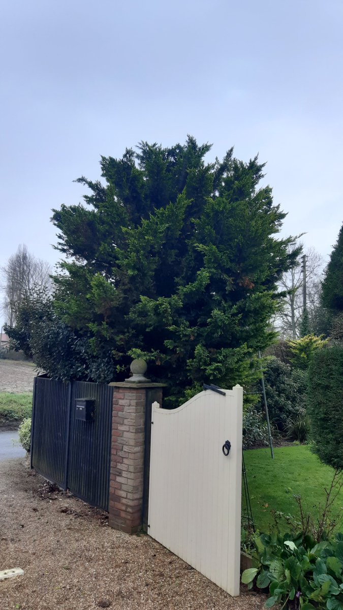 andrewturff's tweet photo. Some of the pruning and topiary completed today in #blofieldheath 
https://t.co/moS5iUPzSZ 
@Checkatrade https://t.co/ARsm6MMWF3
