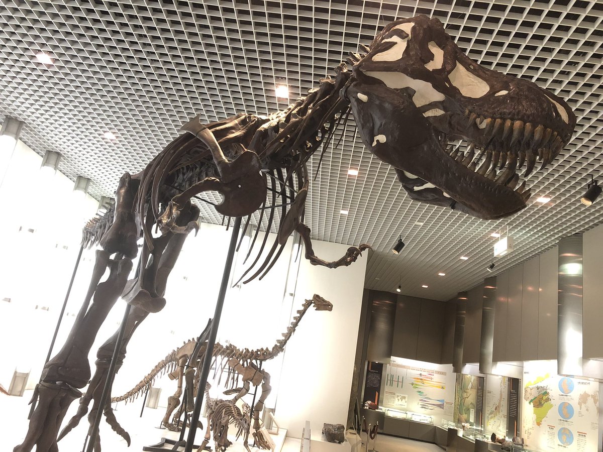 海豹 W 鳥居を見ると思い出す話 2年位前に 休みの日に 徳島の県立博物館の朝から行ってたの 恐竜の骨見に 一人で 博物館は 恐竜の化石のレプリカとかでかい クマみたいなネズミの化石とか 藍染の歴史とか 徳島の動物とか まぁ 色々あったの